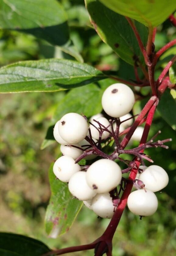 Red Osier Dogwood Cornus sericea