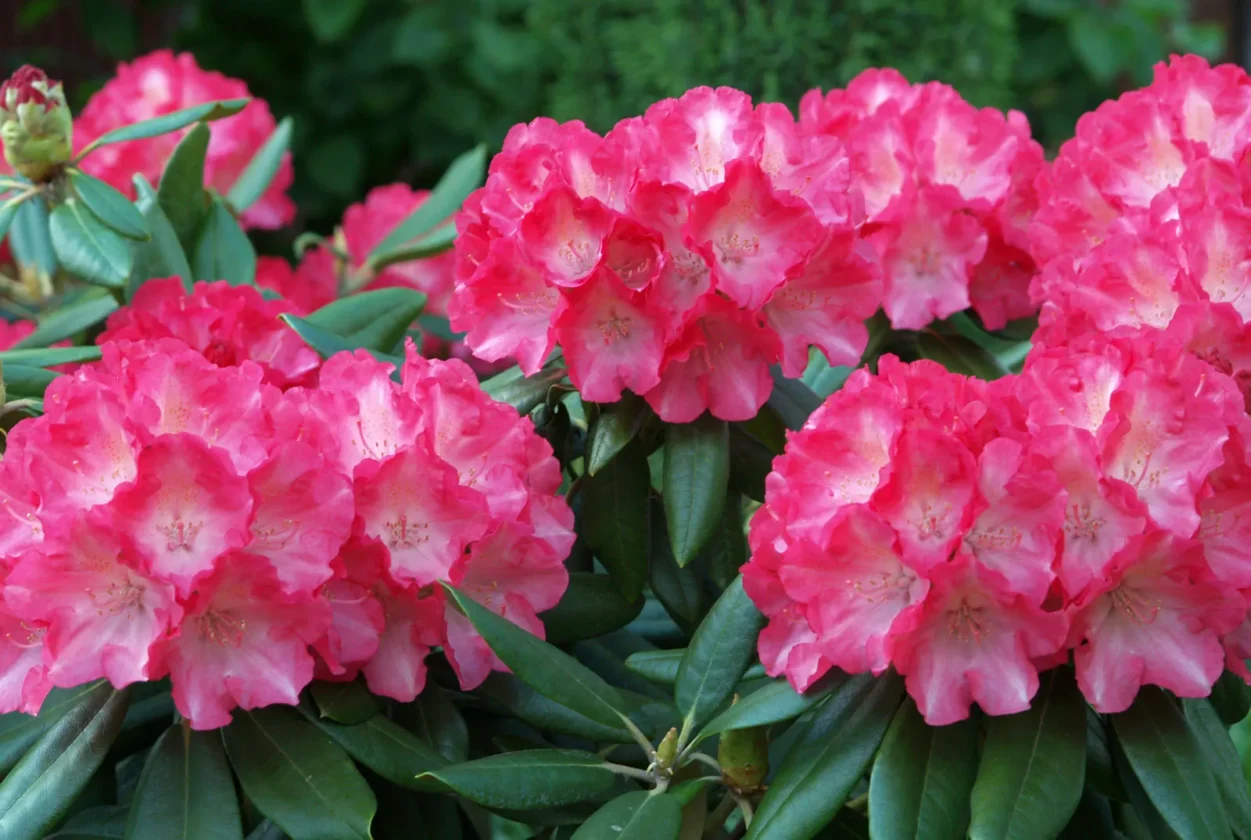 Rhododendrons and Azaleas