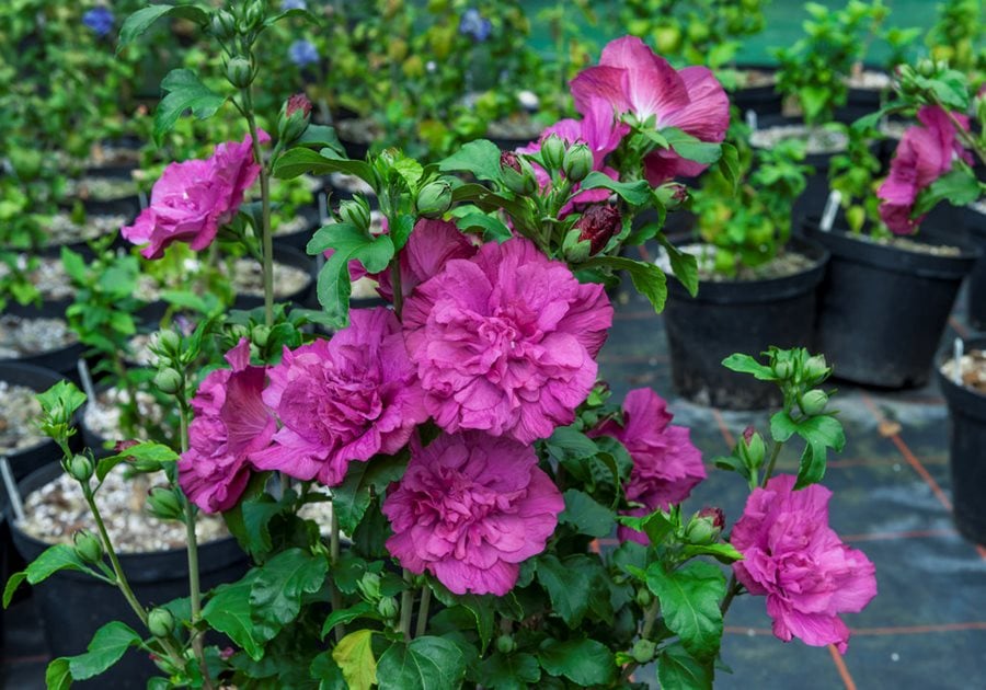 Rose of Sharon Hibiscus syriacus