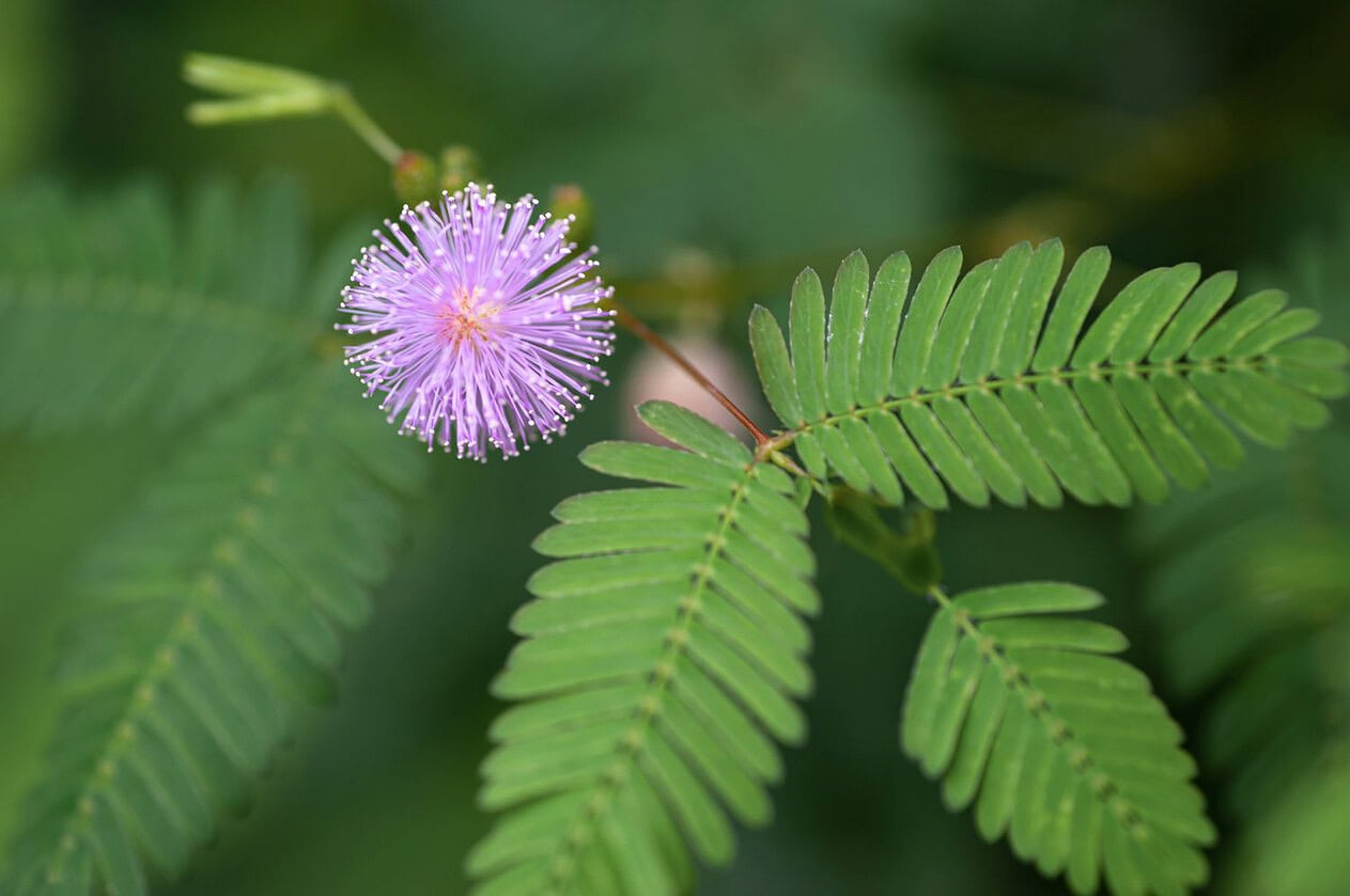 Sensitive Plant Mimosa pudica