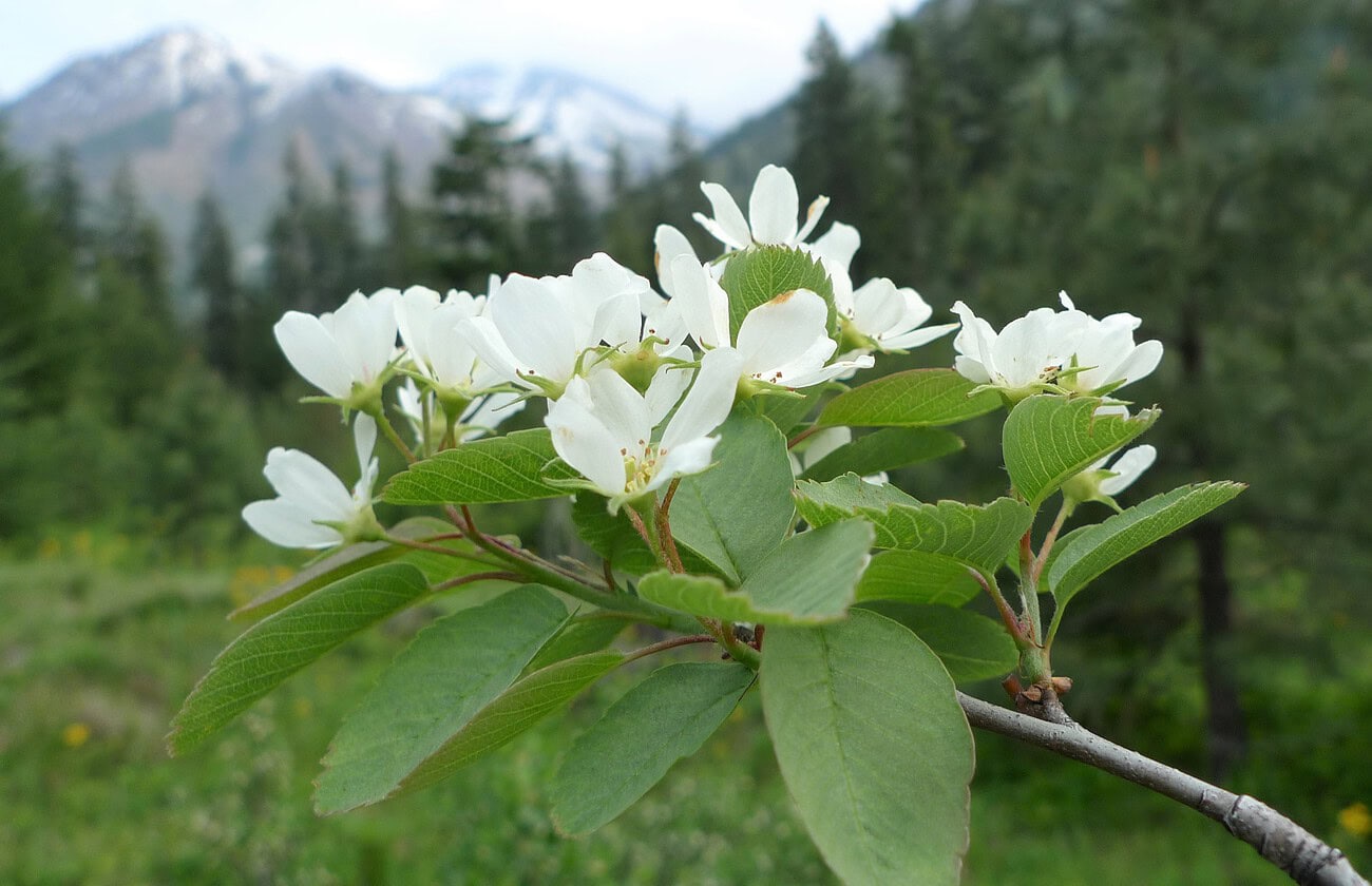 Serviceberry Amelanchier