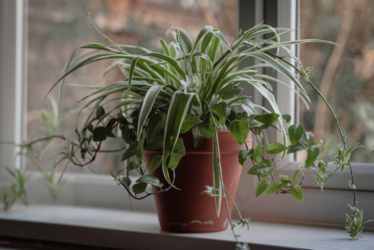 Spider Plant Chlorophytum comosum