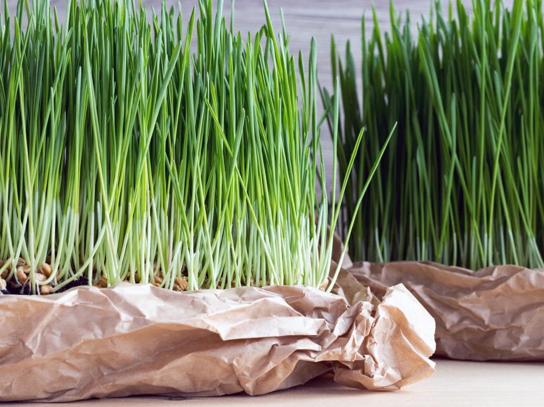 Wheatgrass Triticum aestivum