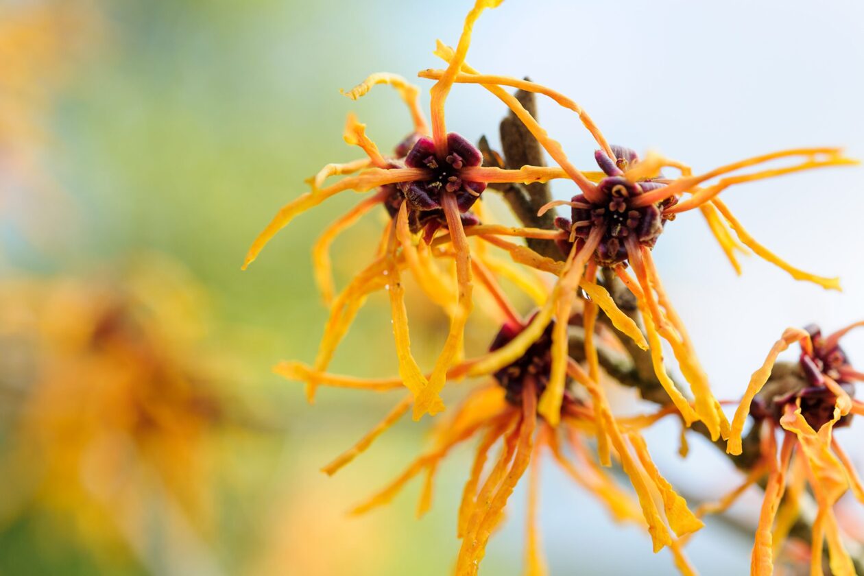 Witch Hazel