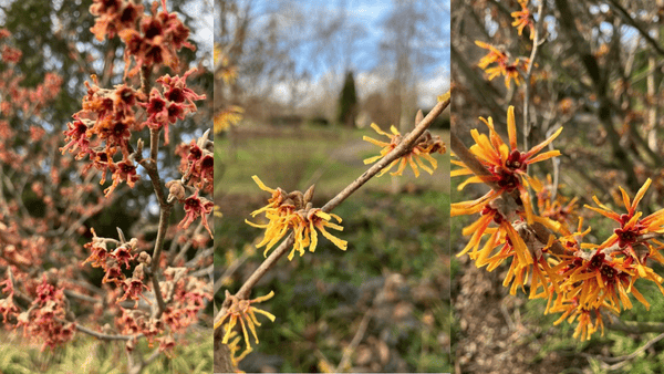 Witch Hazel fall blooming varieties