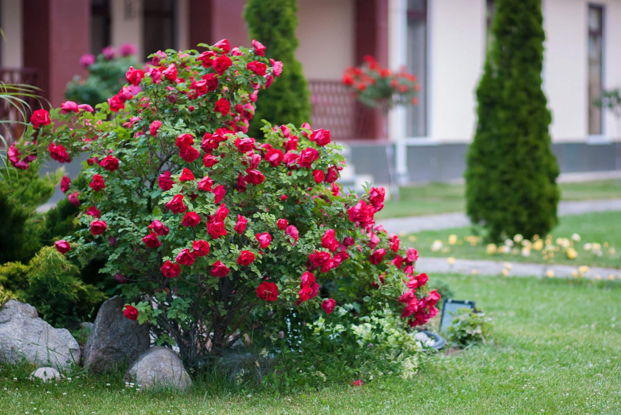 best Flowering Shrubs for Des Moines