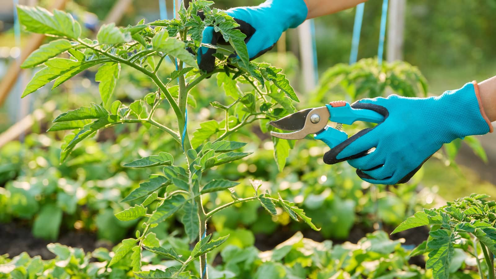 how to prune tomato plants